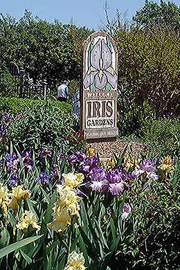 Iris bloom at Will Rogers